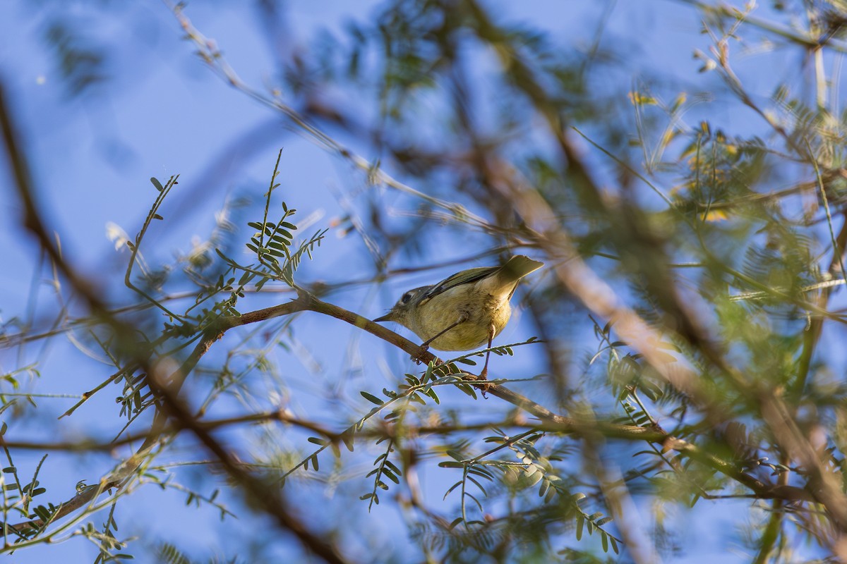 Ruby-crowned Kinglet - ML644504489