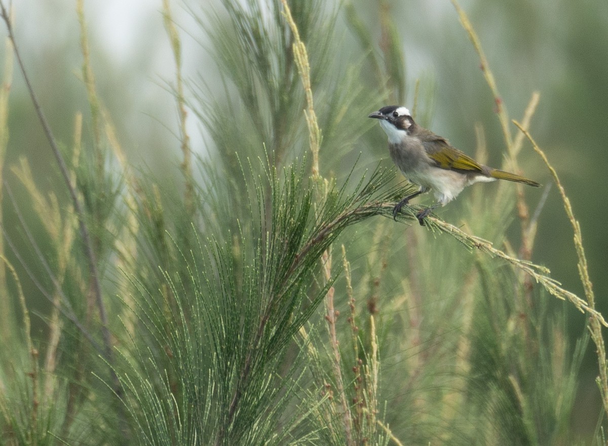Light-vented Bulbul - ML644504504