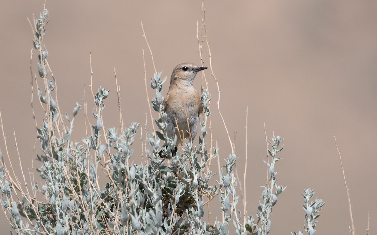 イナバヒタキ - ML644504511