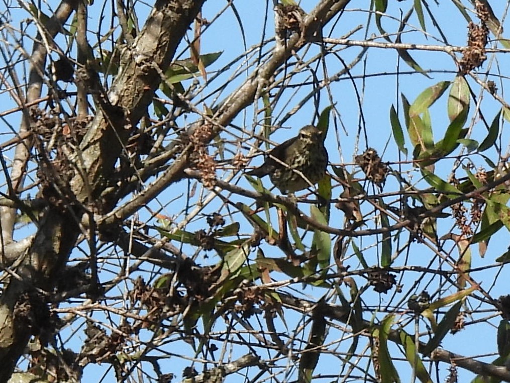 Northern Waterthrush - ML644504523