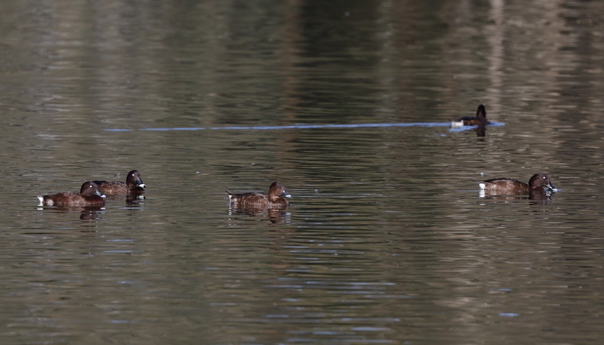 Hardhead - ML644504537