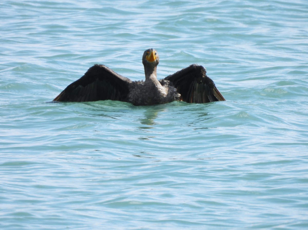 Ушастый баклан - ML644504542