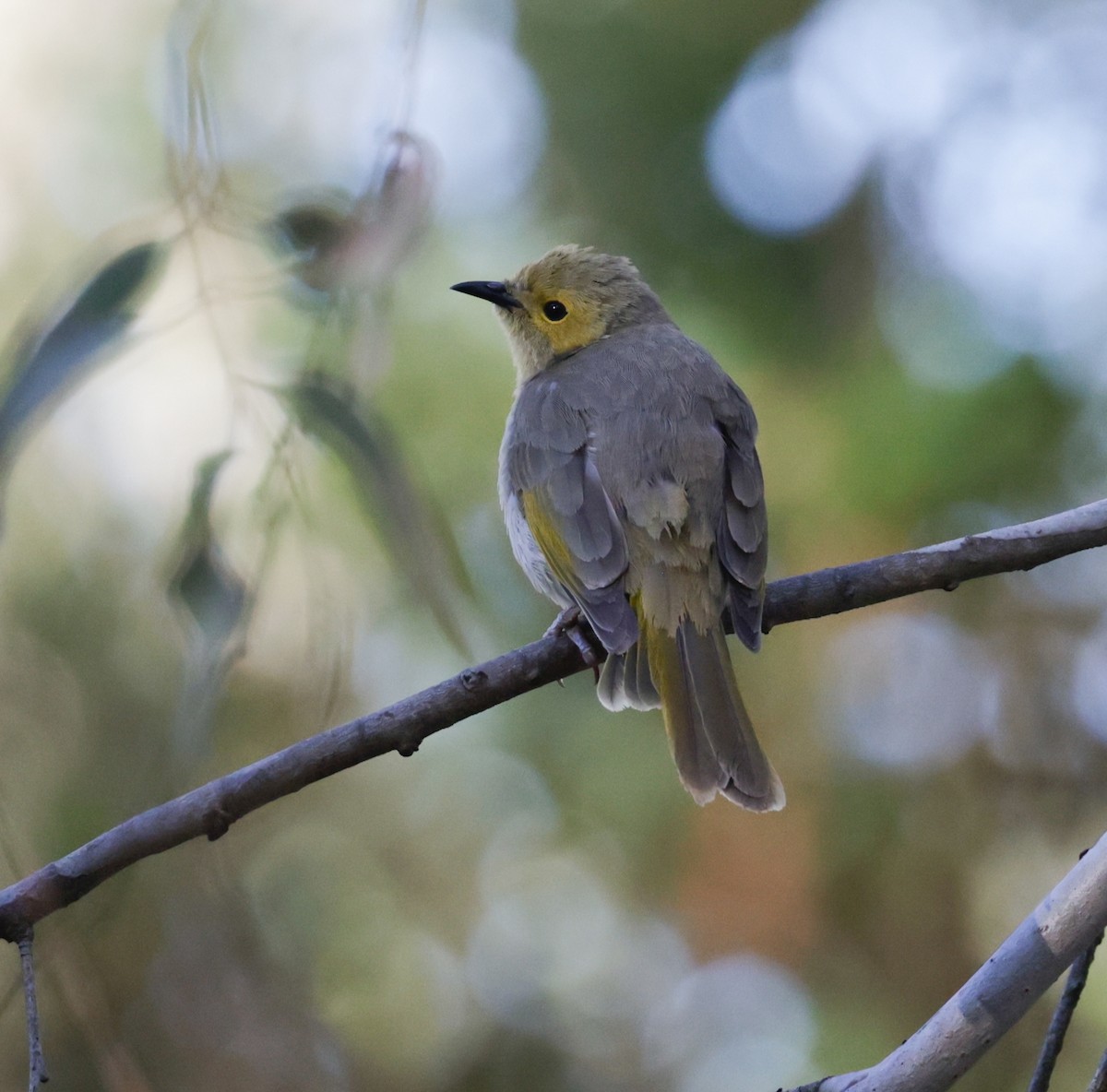 Медник блідий - ML644504546