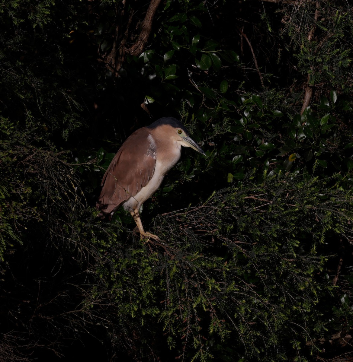 Nankeen Night Heron - ML644504548