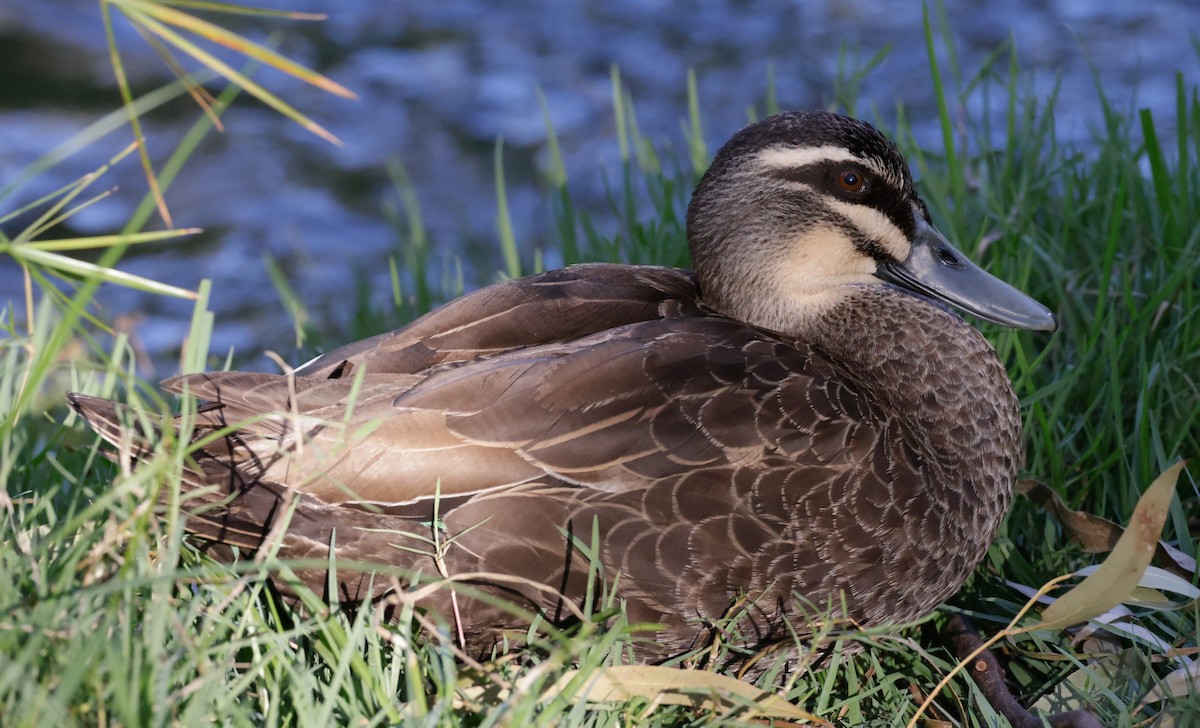 マミジロカルガモ - ML644504551