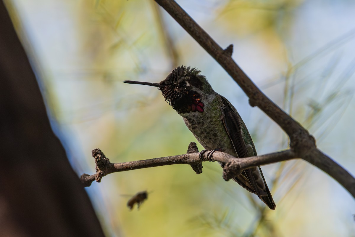 Anna's Hummingbird - ML644504555