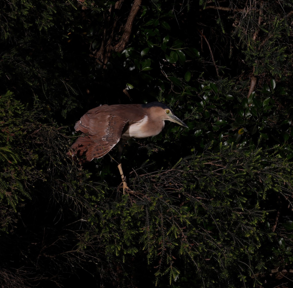 Nankeen Night Heron - ML644504557