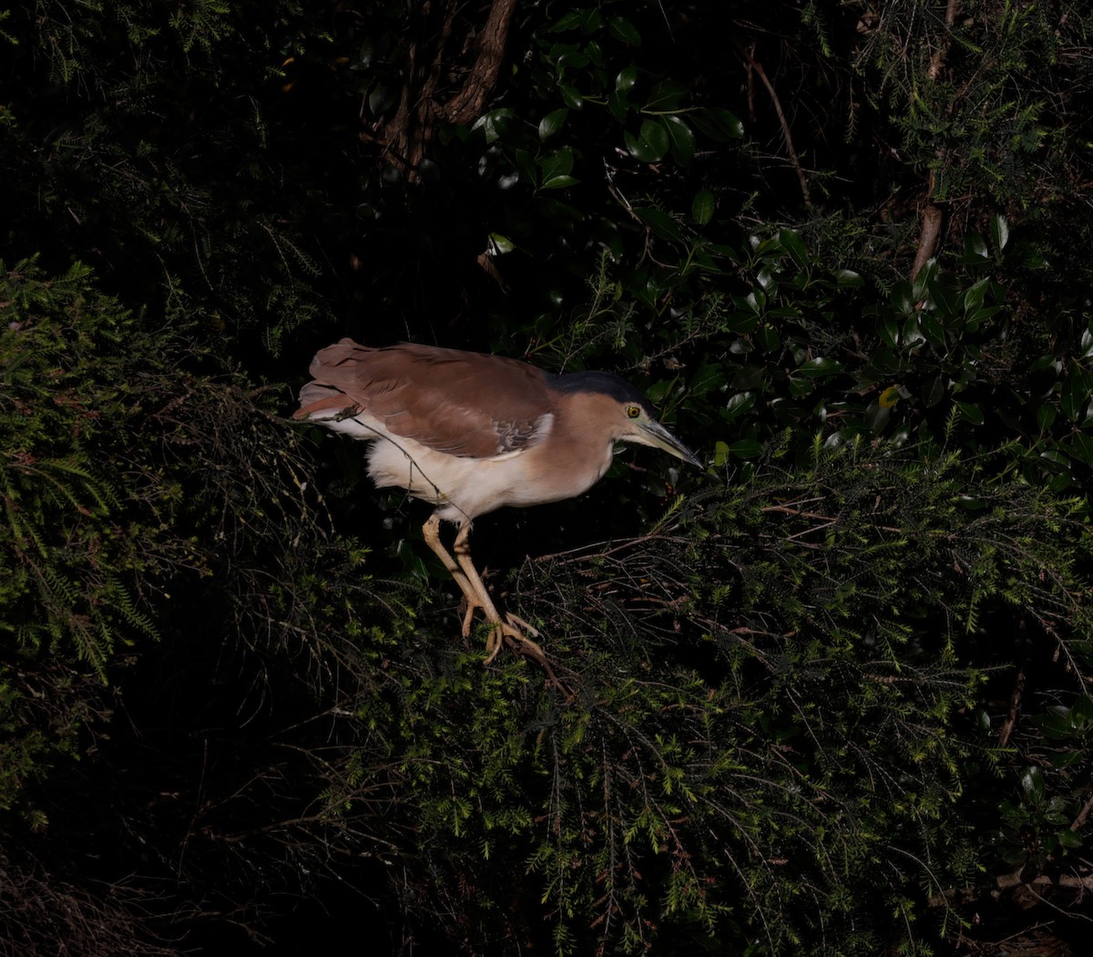 Nankeen Night Heron - ML644504558