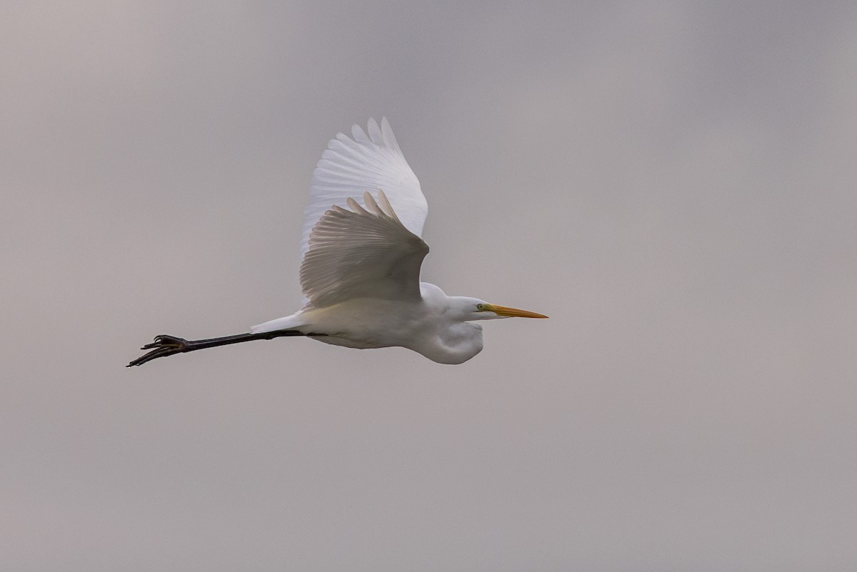 Great Egret - ML644504559