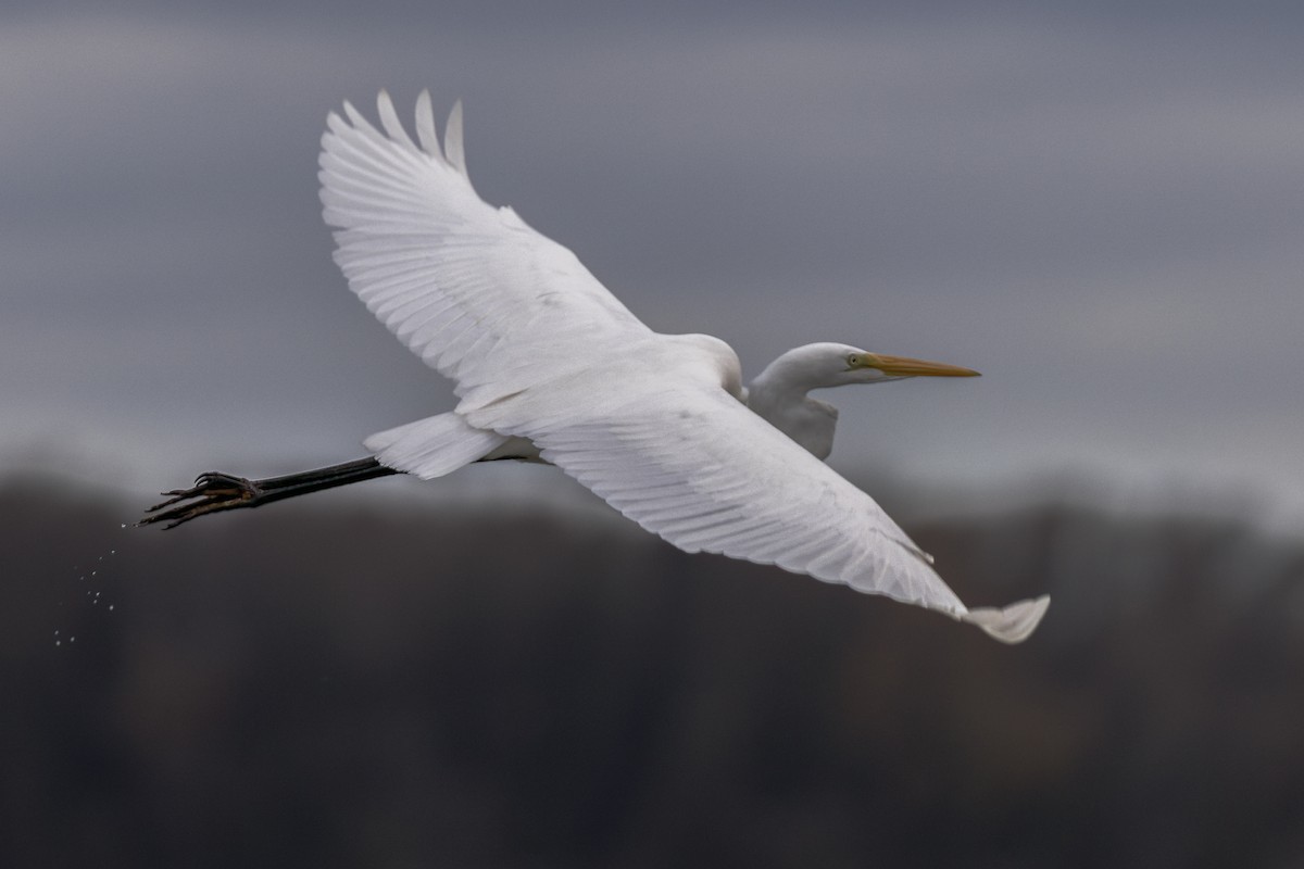 Great Egret - ML644504560