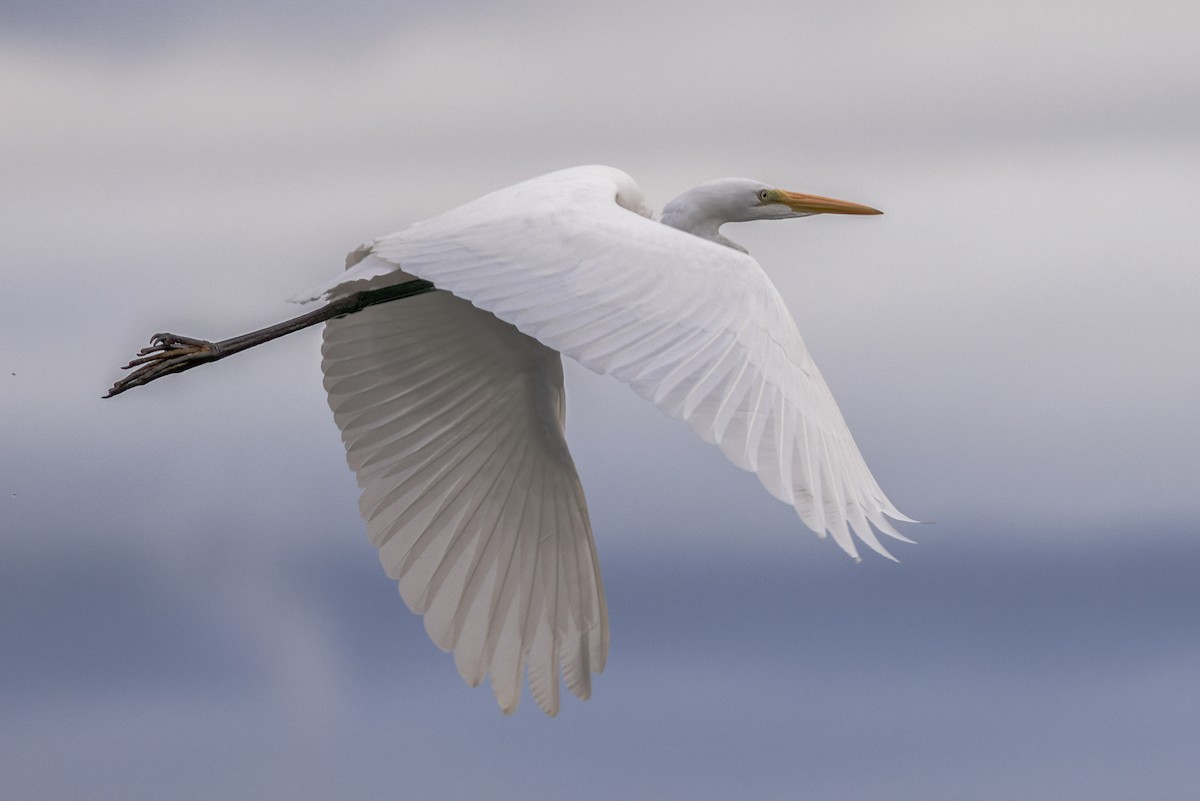 Great Egret - ML644504561