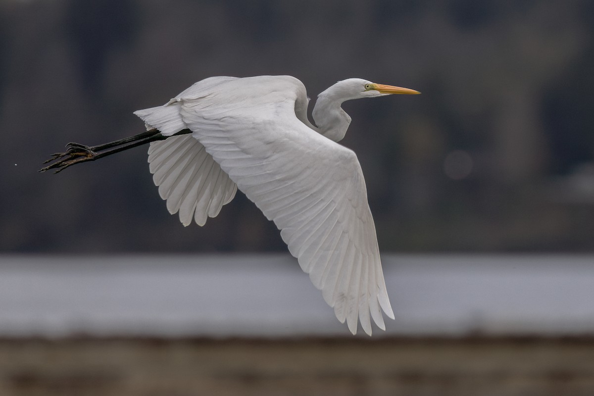 Great Egret - ML644504562
