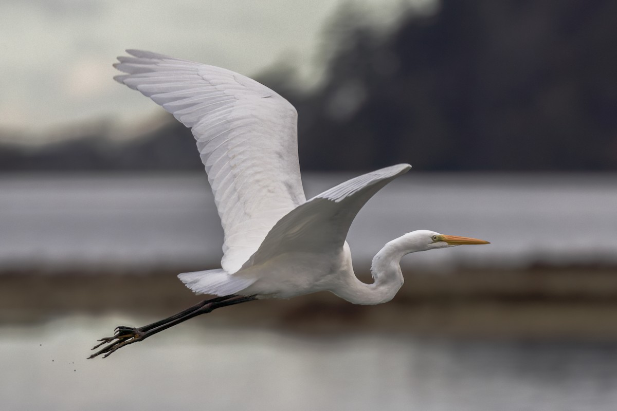 Great Egret - ML644504563