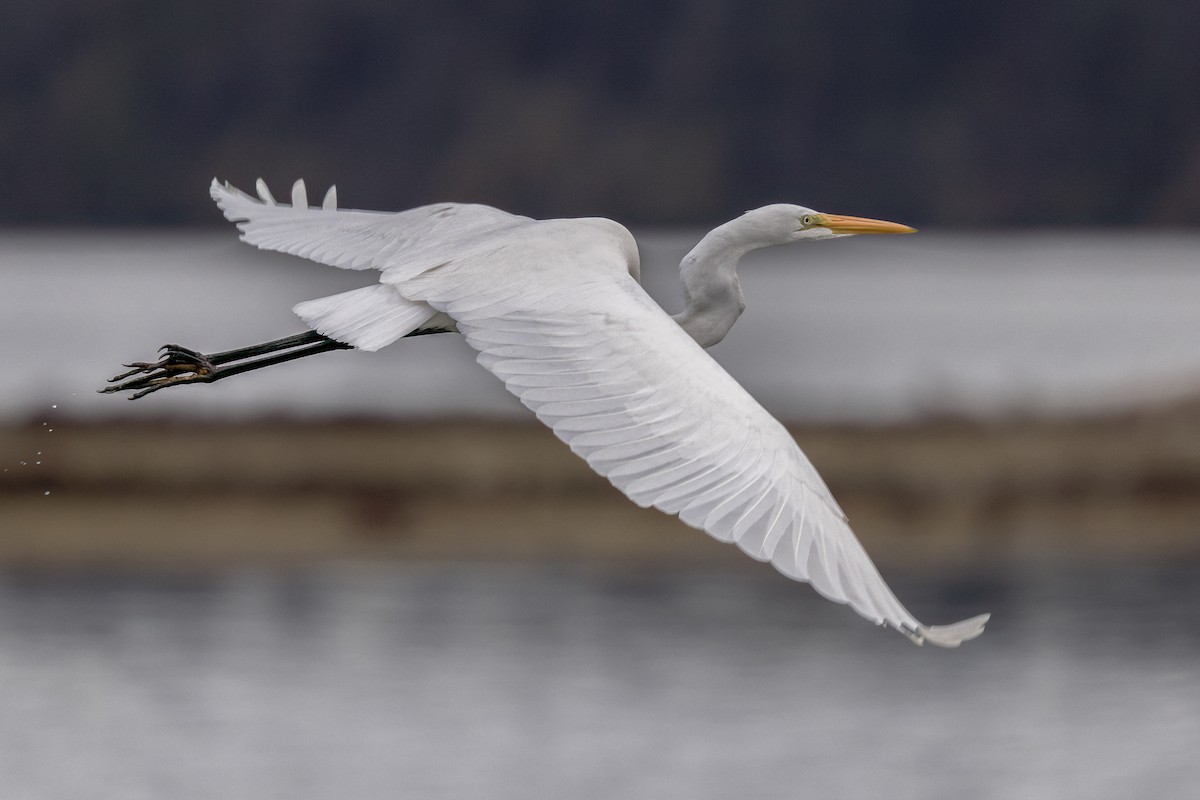 Great Egret - ML644504564