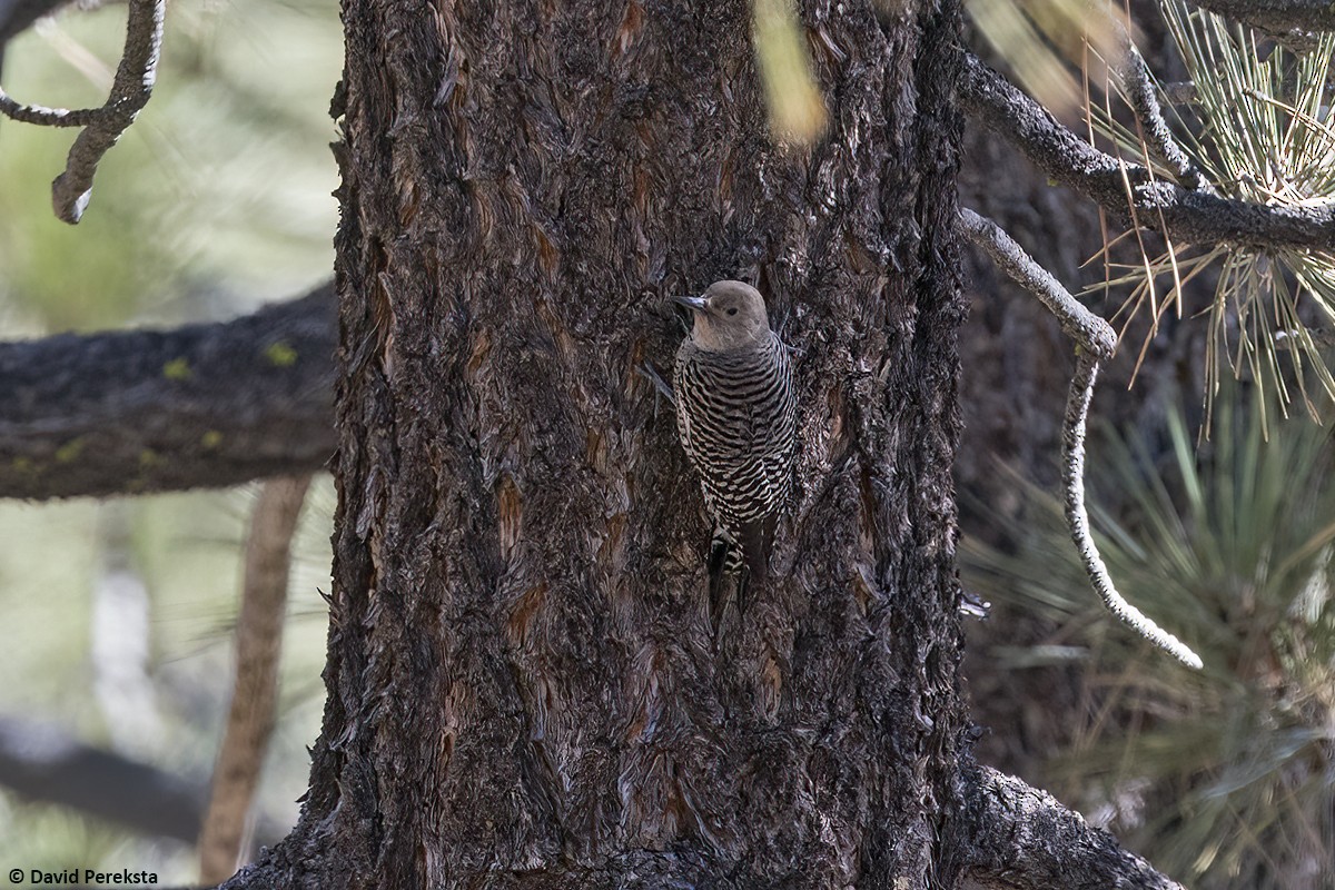 Williamson's Sapsucker - ML644504569