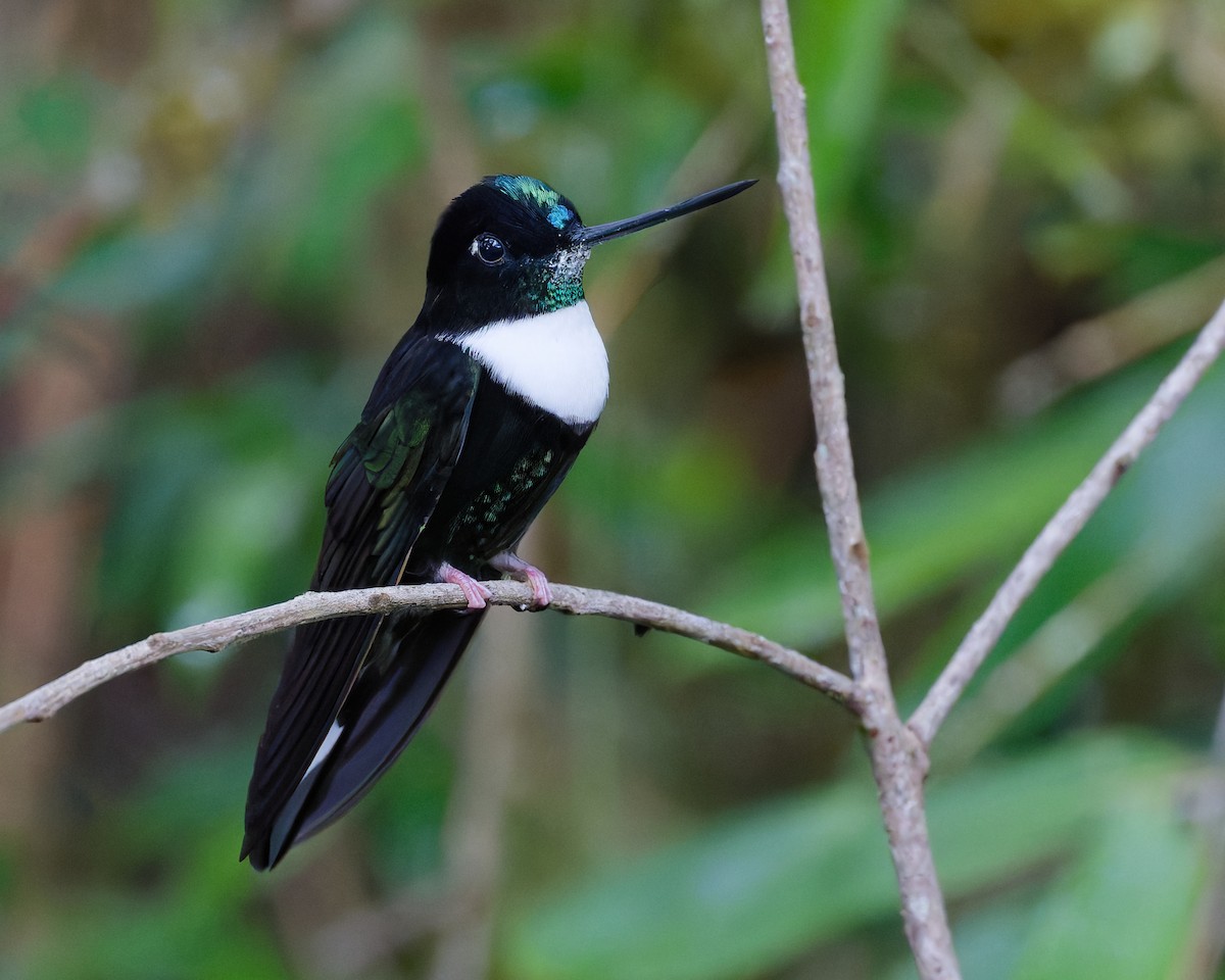 Collared Inca - ML644504584