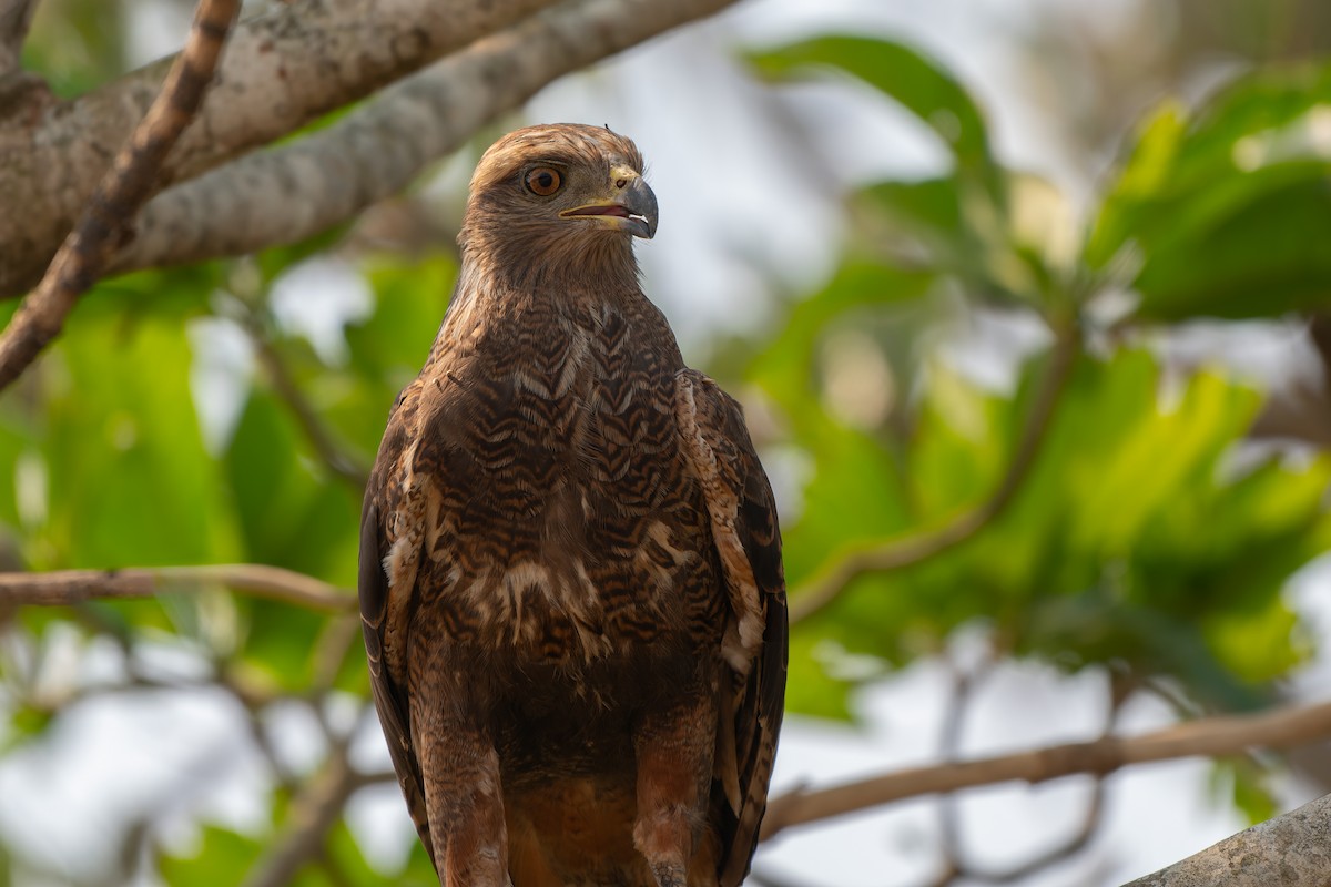 サバンナノスリ - ML644504585