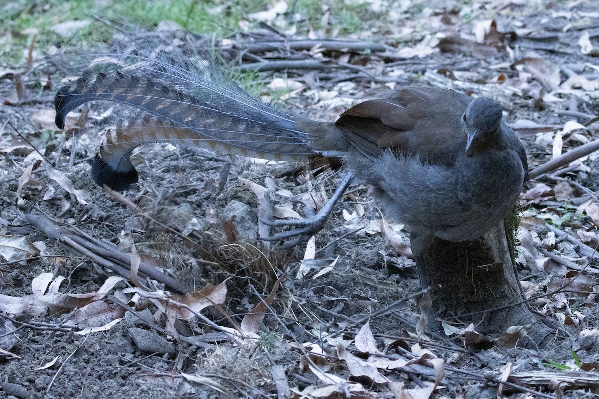 Ménure superbe - ML644504587