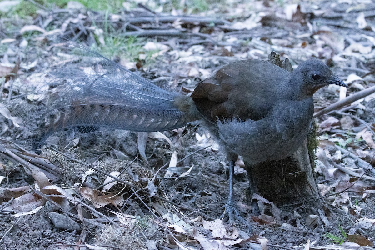 Ménure superbe - ML644504588