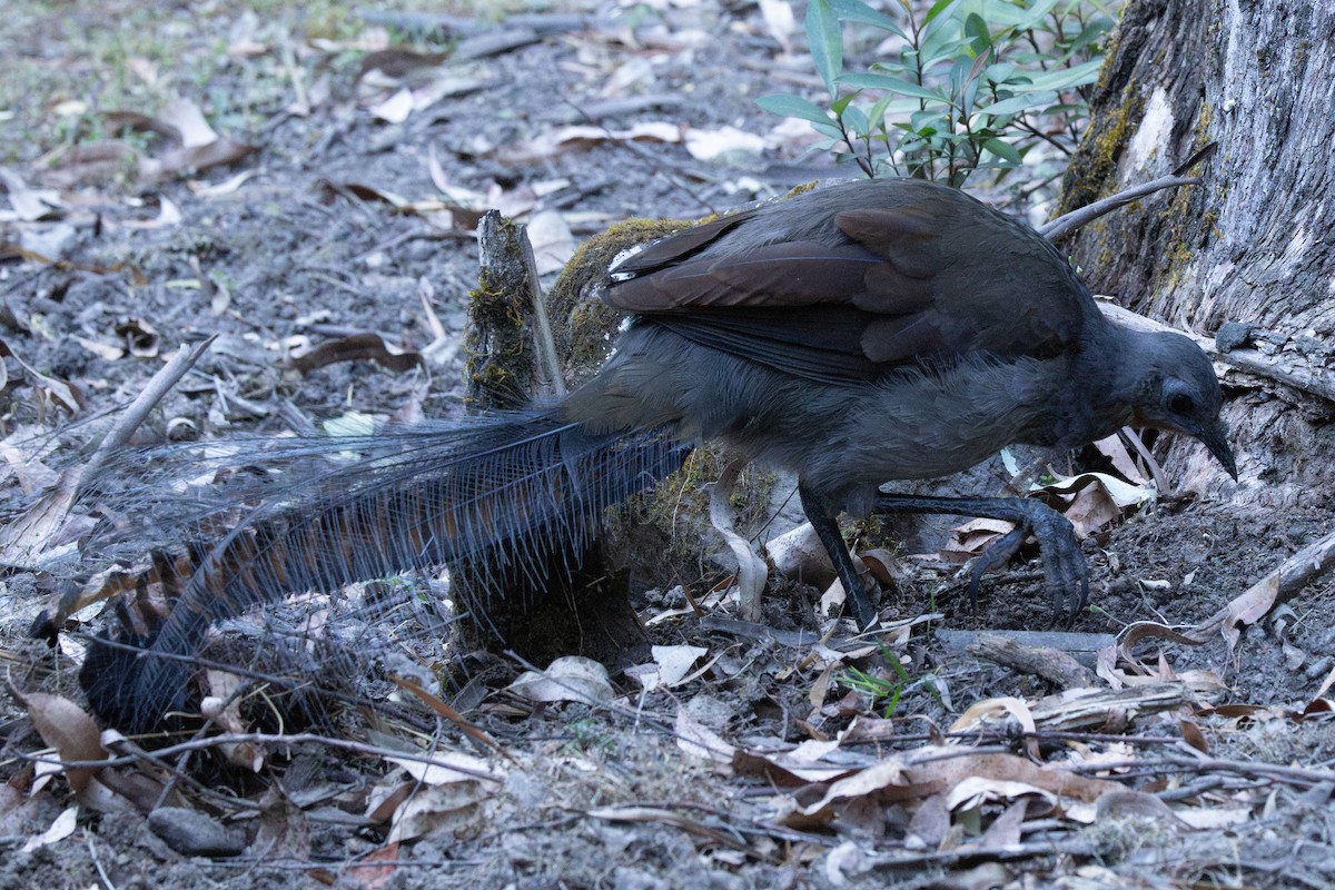 Ménure superbe - ML644504589