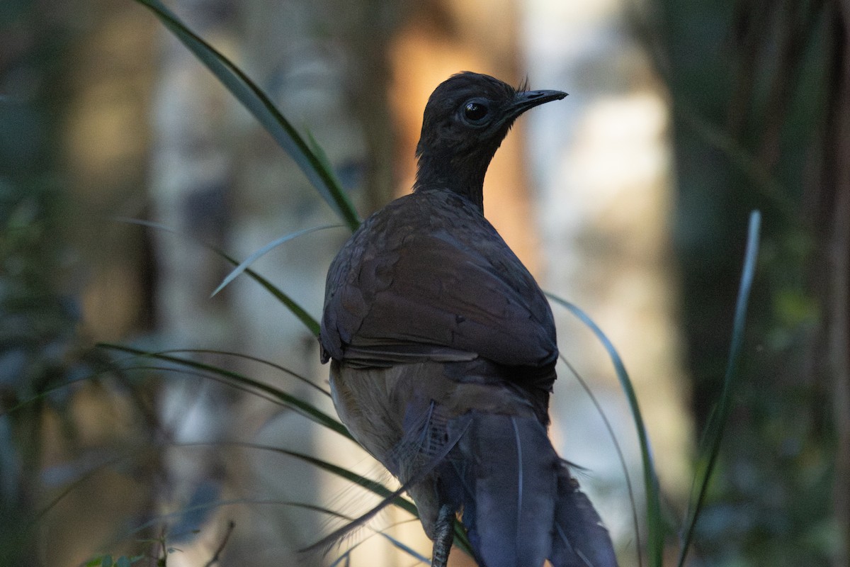 Ménure superbe - ML644504590