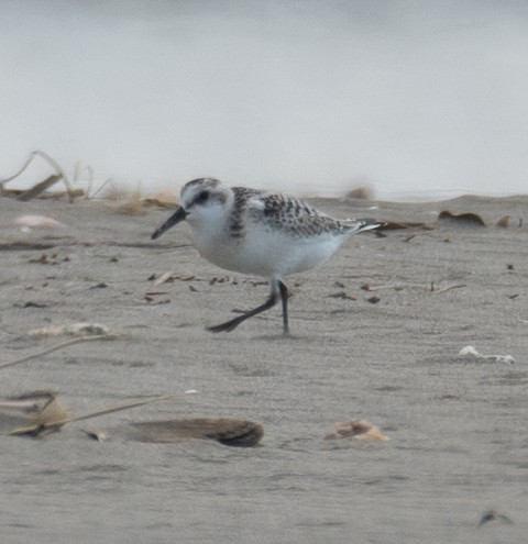 ミユビシギ - ML644504593