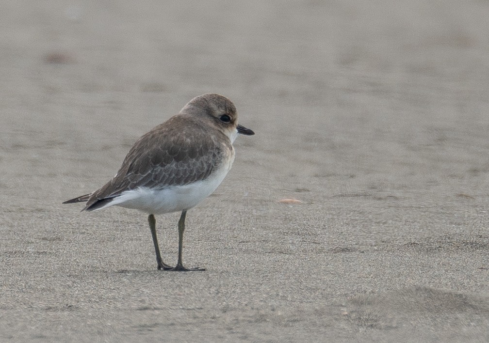 Siberian Sand-Plover - ML644504611