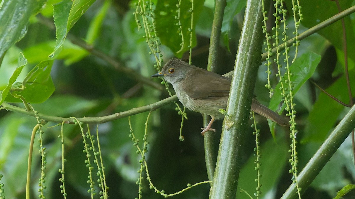 Spectacled Bulbul - ML644504614