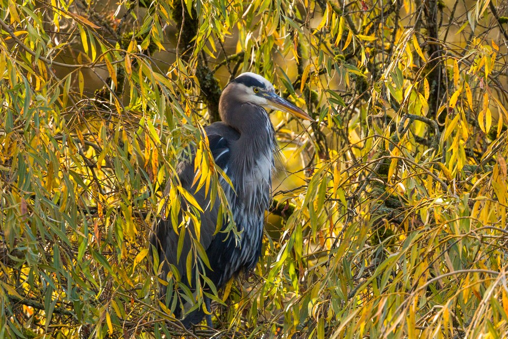 Grand Héron - ML644504616