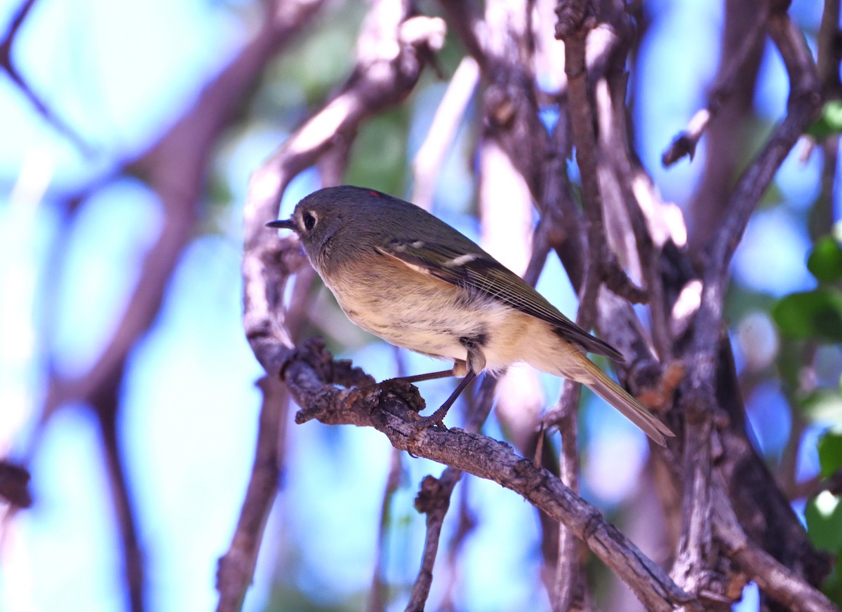 Ruby-crowned Kinglet - ML644504618