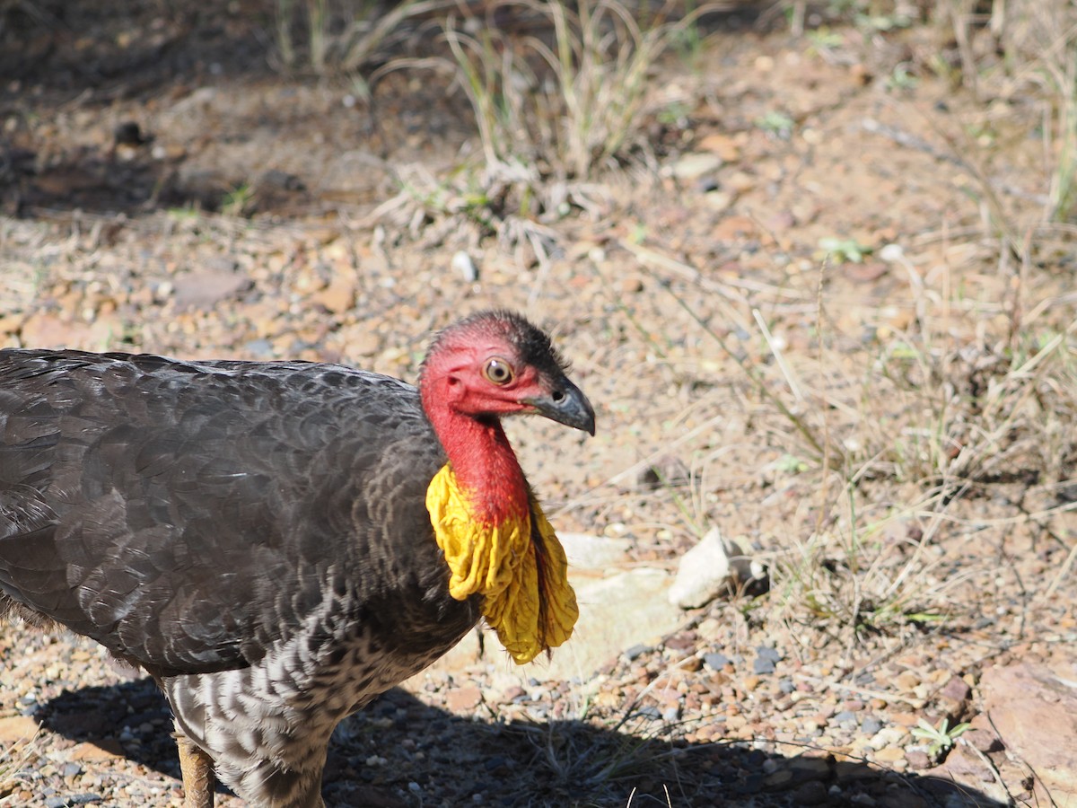 Australian Brushturkey - ML644504619