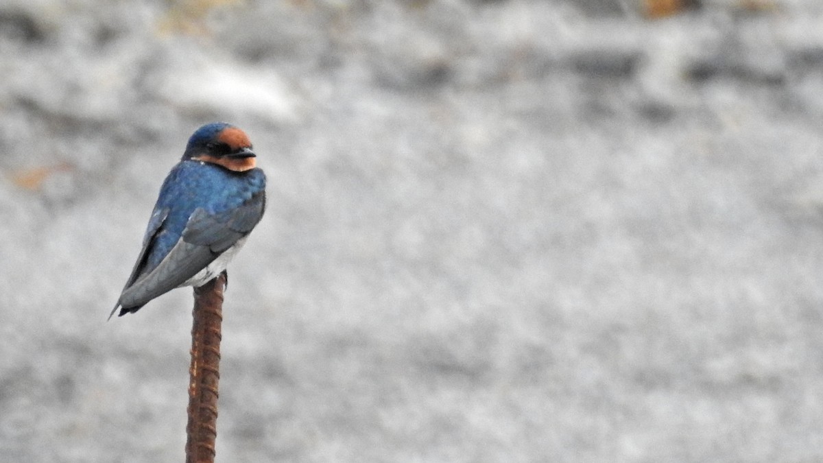 Pacific Swallow - ML644504625