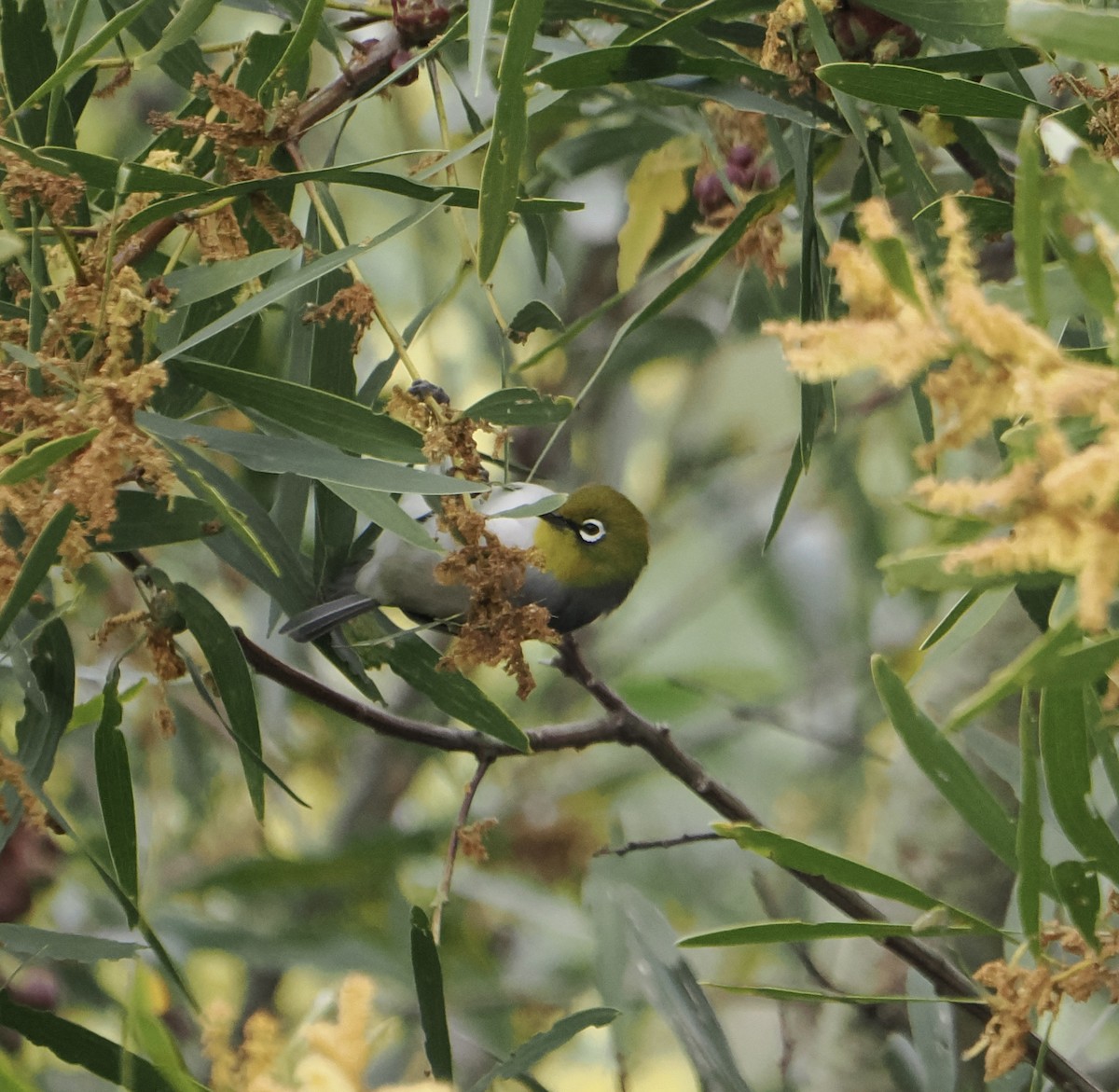 Silvereye - ML644504629