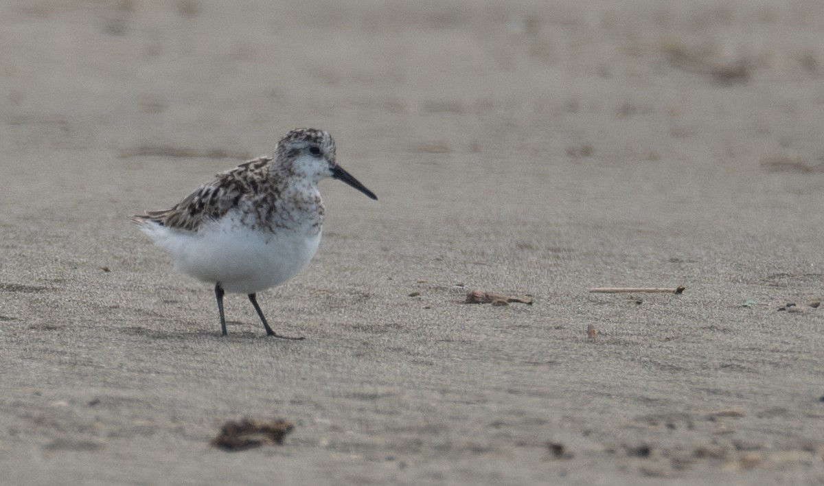 ミユビシギ - ML644504630