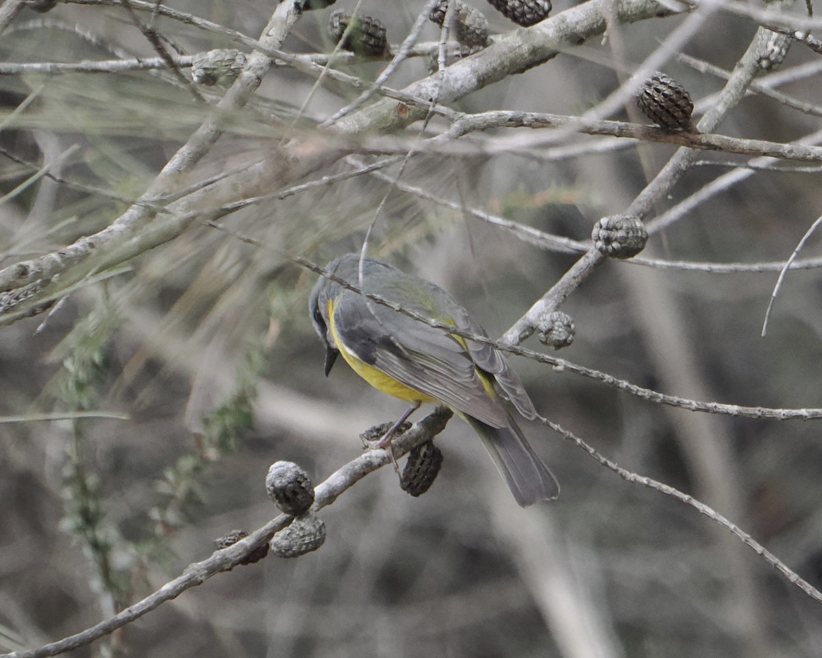 lejsčík žlutý - ML644504633