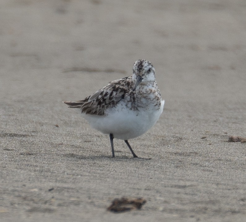 ミユビシギ - ML644504635