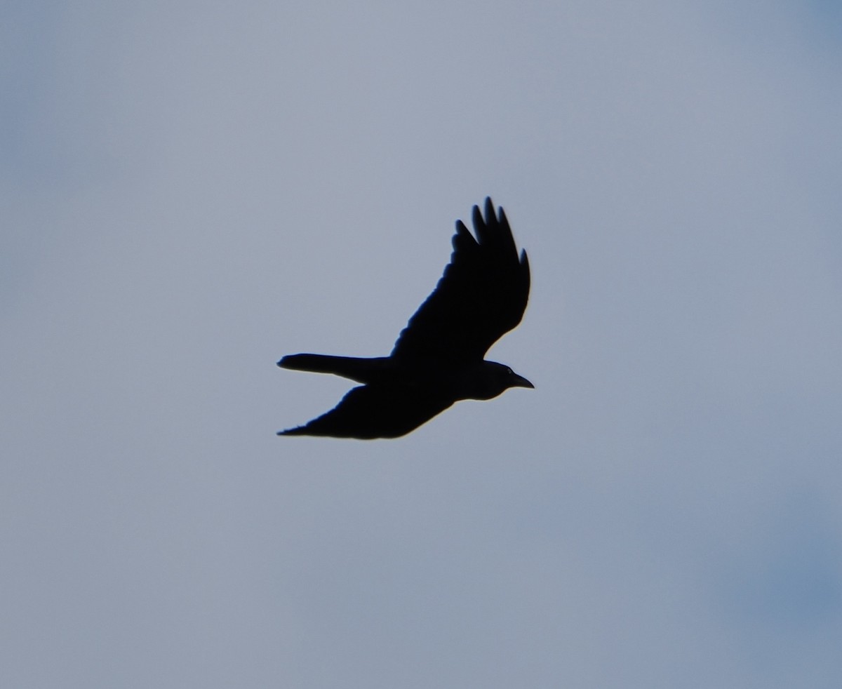 Australian Raven - ML644504637
