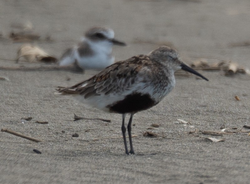 黑腹濱鷸 - ML644504638