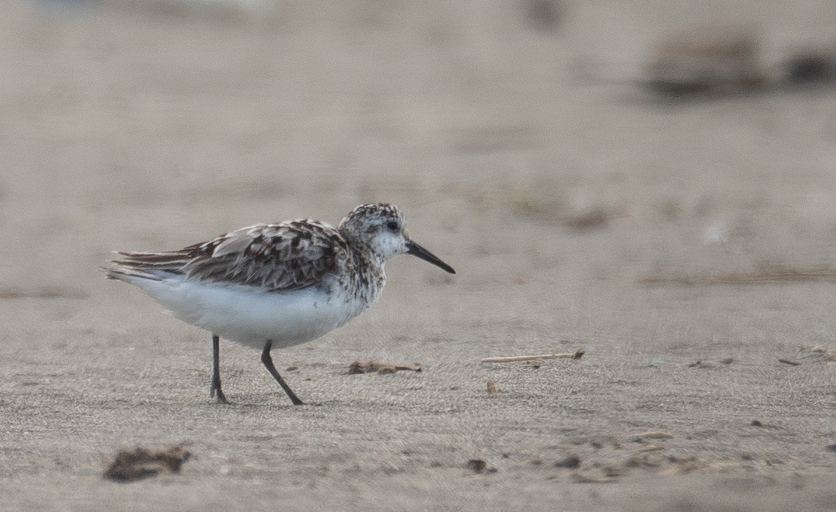 ミユビシギ - ML644504644