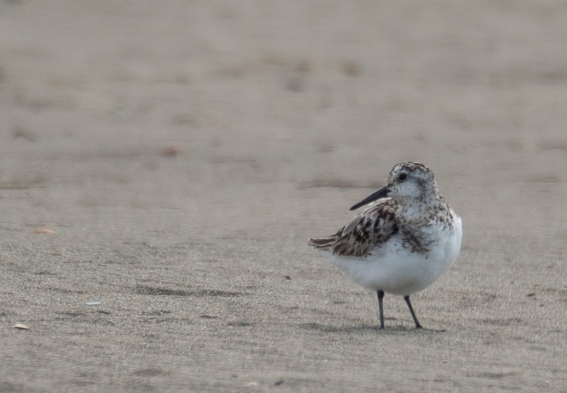 ミユビシギ - ML644504645