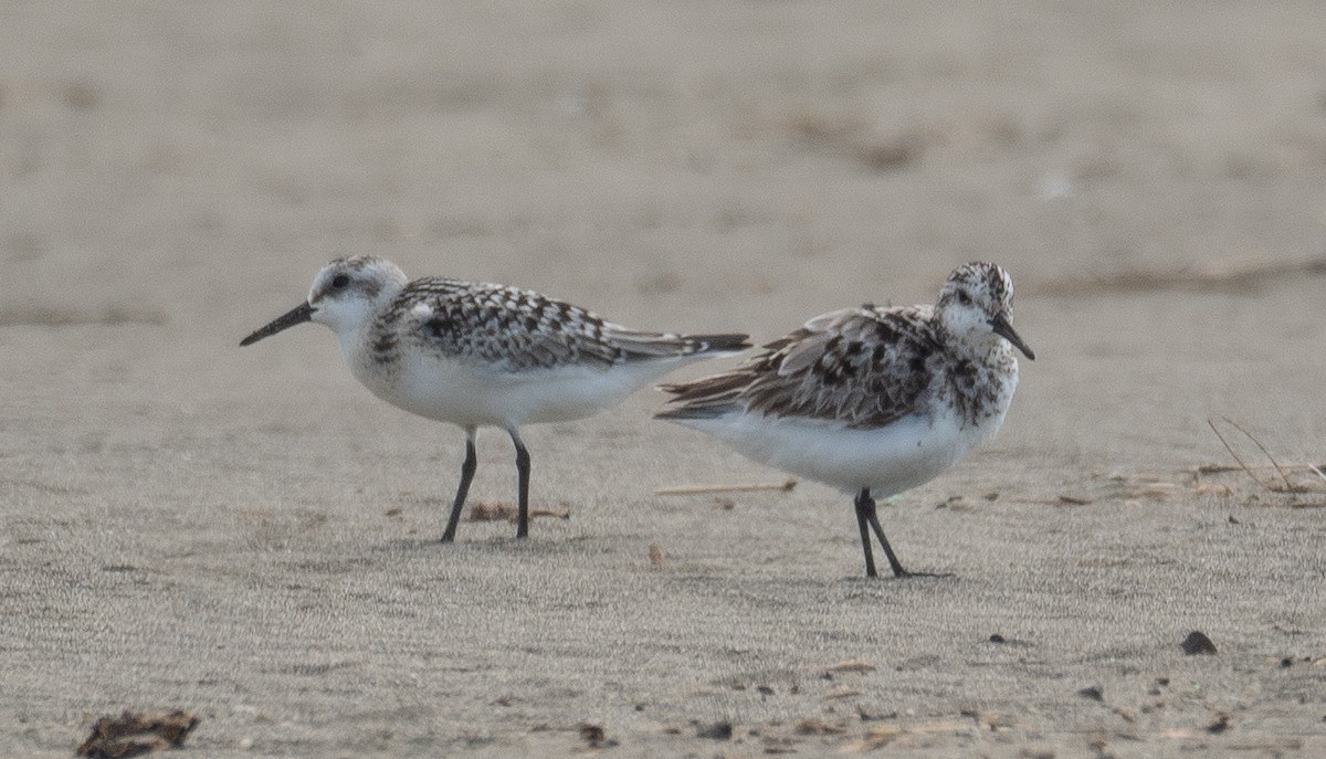 ミユビシギ - ML644504646