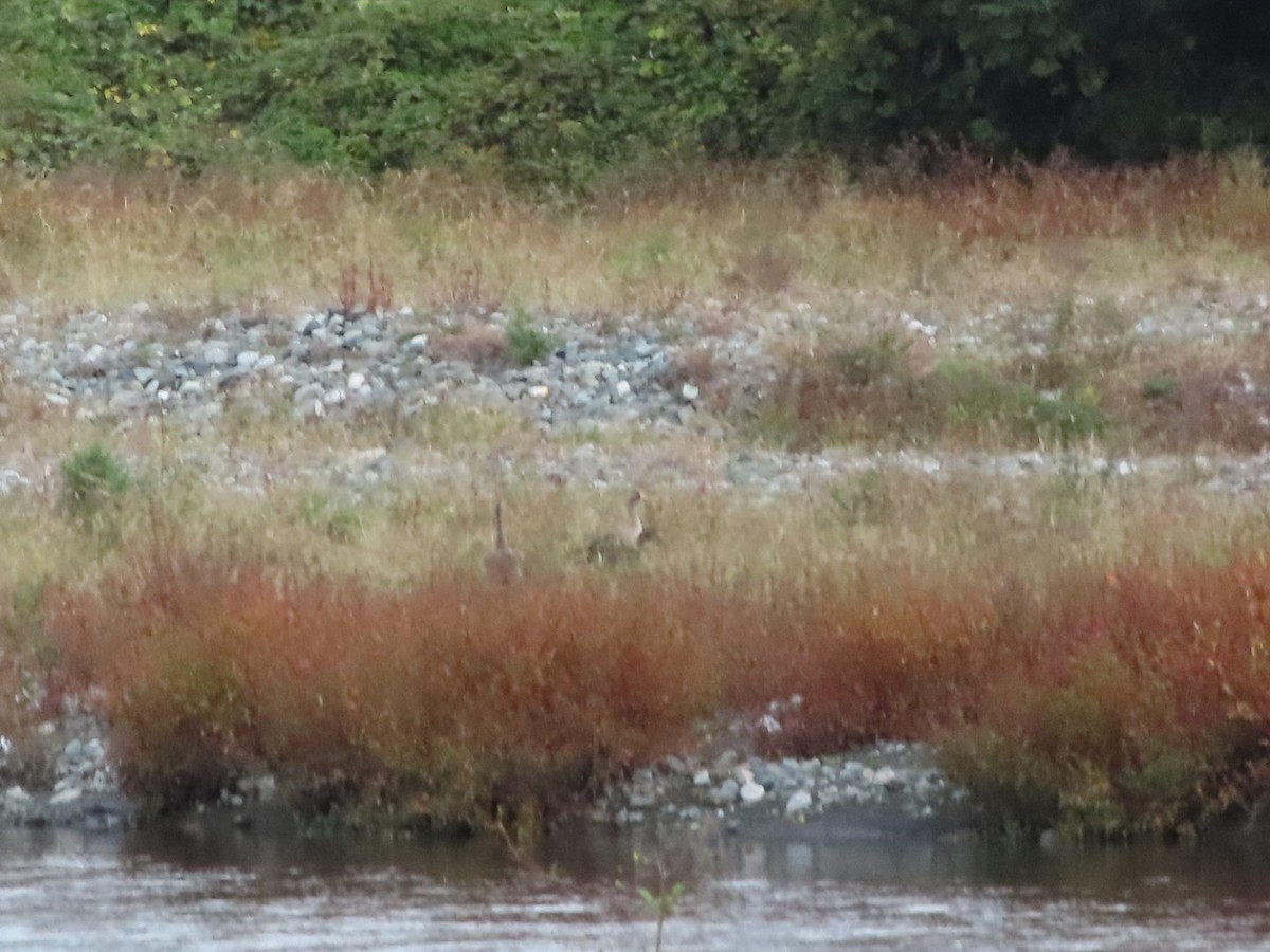 Greater White-fronted Goose - ML644504653