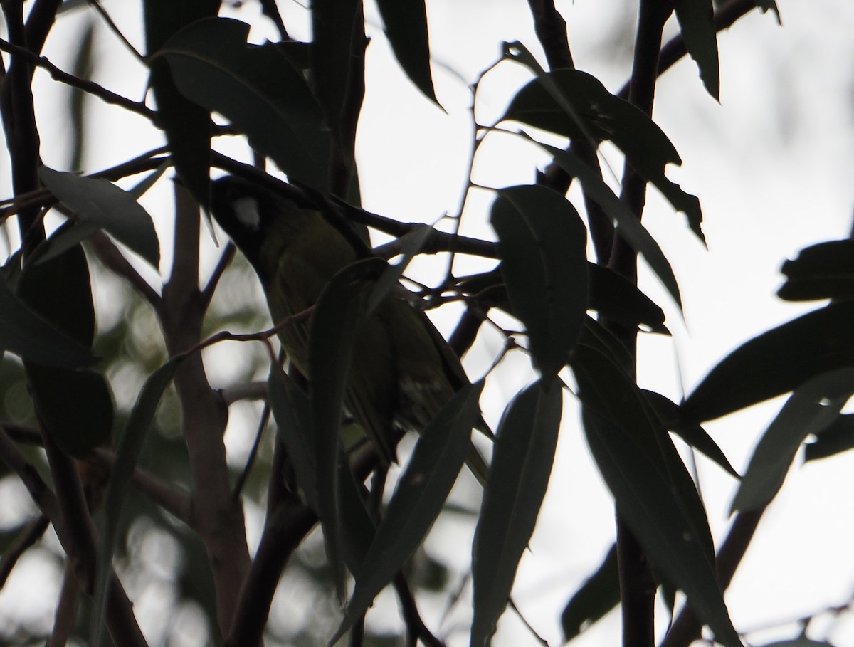 White-eared Honeyeater - ML644504656