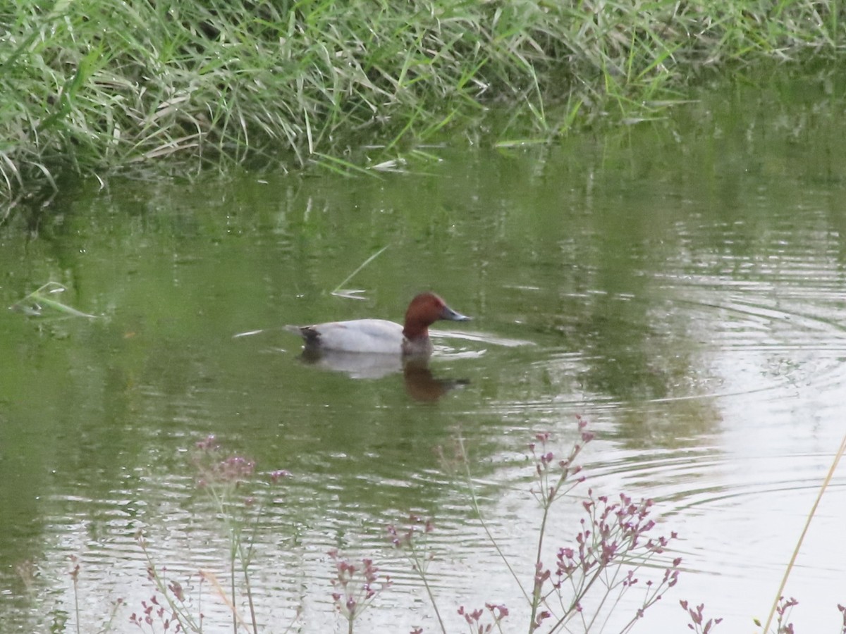 Common Pochard - ML644504679