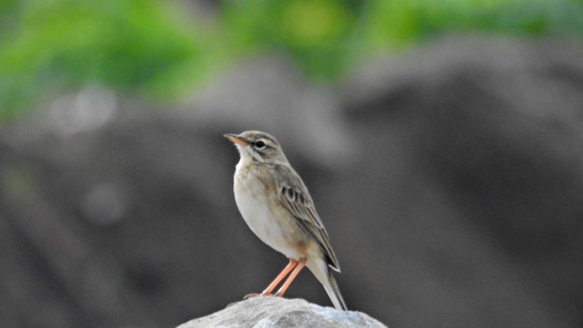 ヒメマミジロタヒバリ - ML644504682