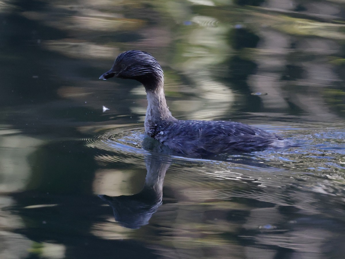 Haarschopftaucher - ML644504683