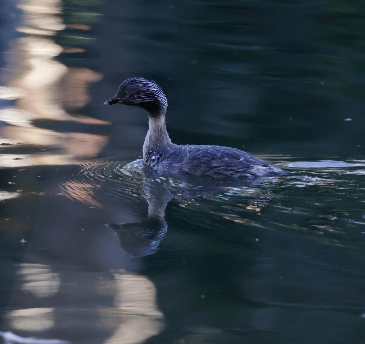 Haarschopftaucher - ML644504687