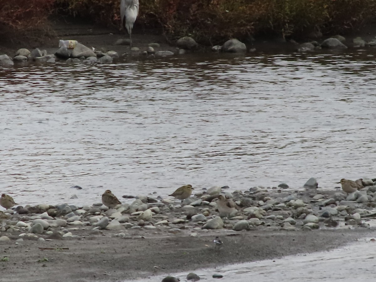 Pacific Golden-Plover - ML644504690