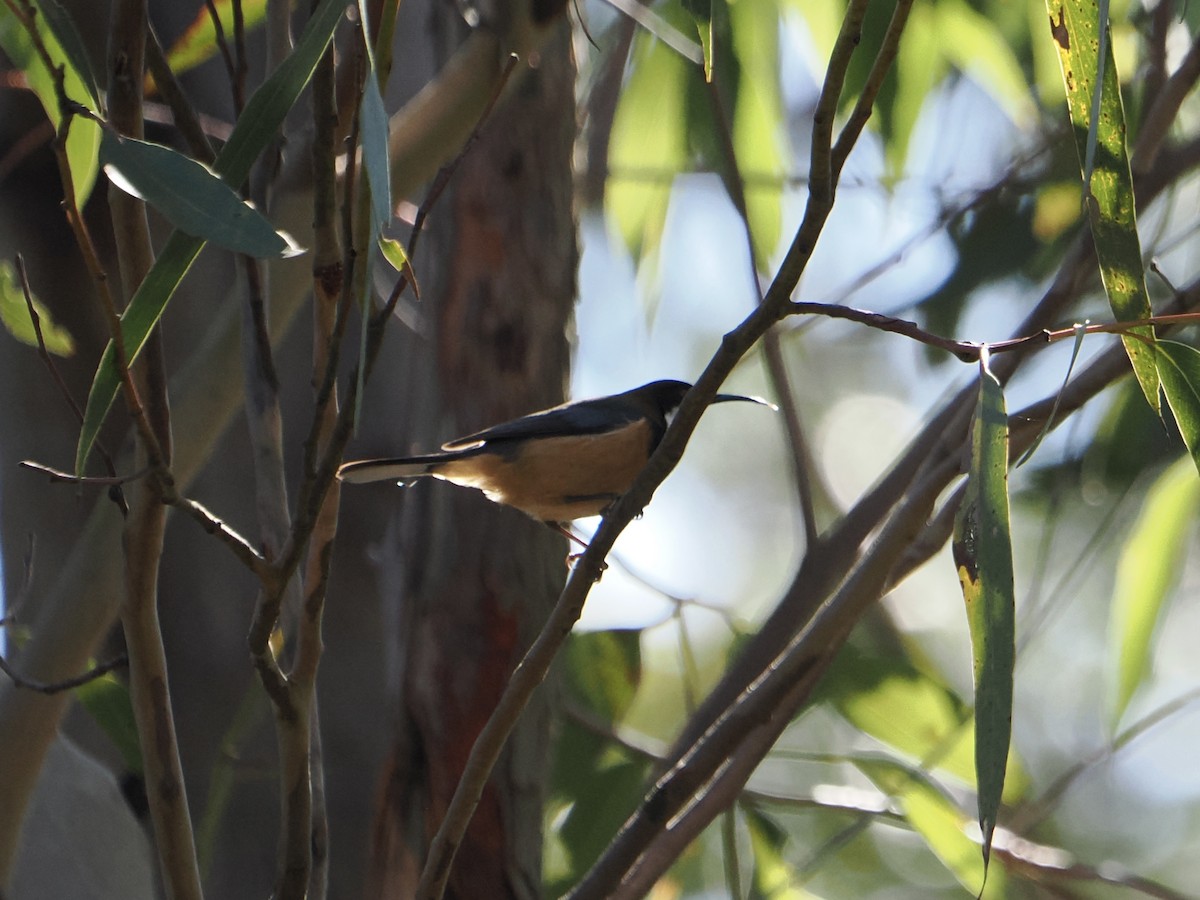 Eastern Spinebill - ML644504691