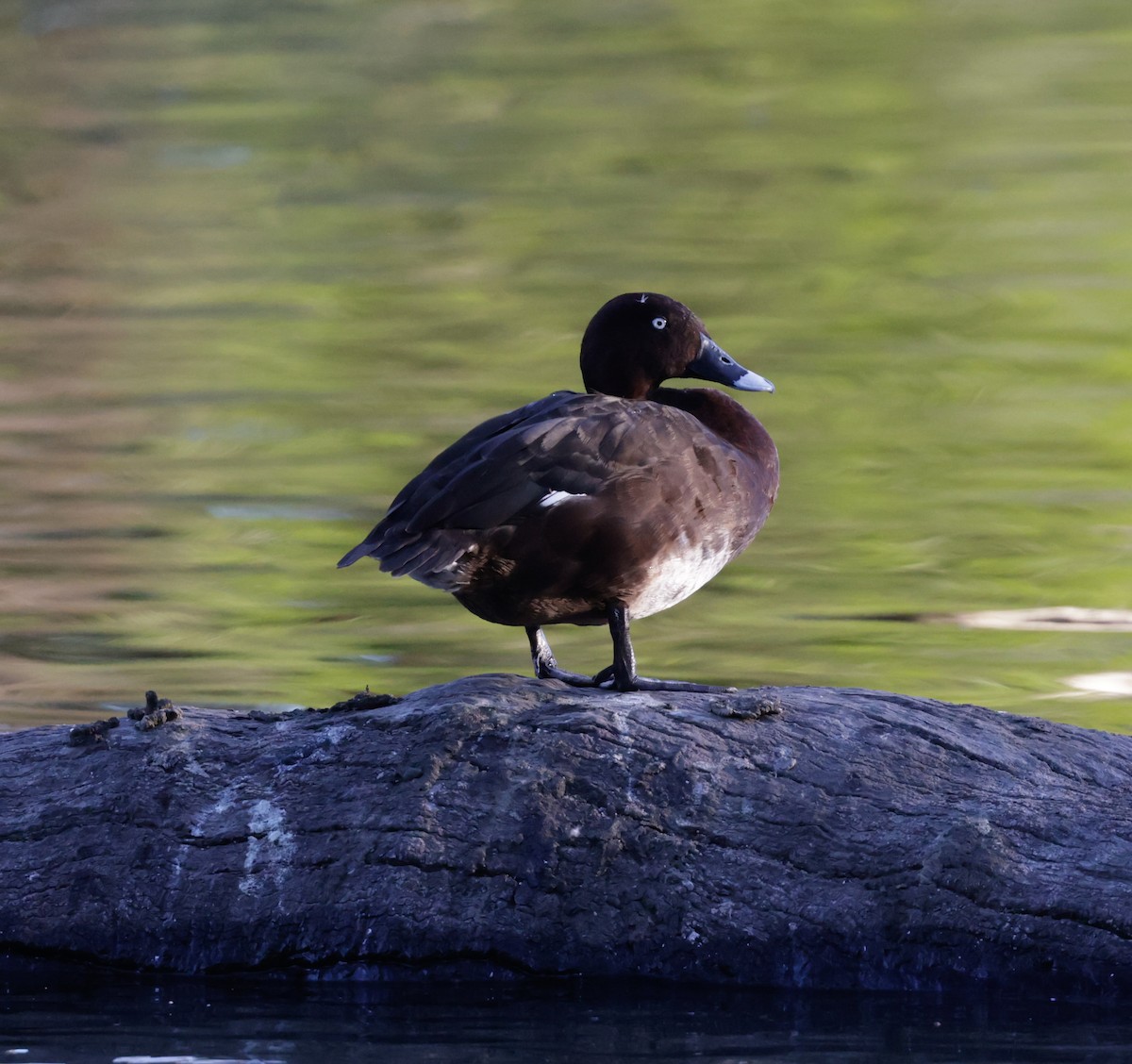 Hardhead - ML644504692